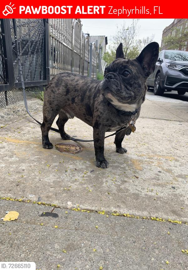 Lost Male Dog last seen Handy’s gas station , Zephyrhills, FL 33542