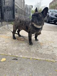 Lost Male Dog last seen Handy’s gas station , Zephyrhills, FL 33542