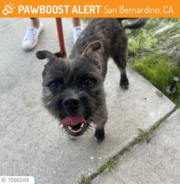 Found/Stray Male Dog last seen Unknown, San Bernardino, CA 92401
