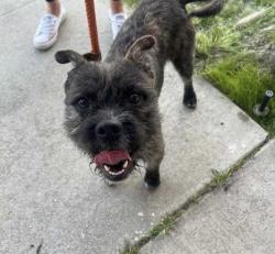 Found/Stray Male Dog last seen Unknown, San Bernardino, CA 92401
