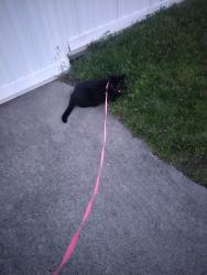 Lost Female Cat last seen West village ests by the 711, Romulus, MI 48174