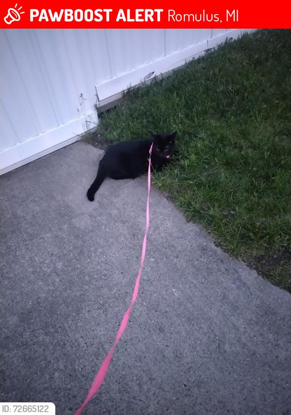 Lost Female Cat last seen West village ests by the 711, Romulus, MI 48174