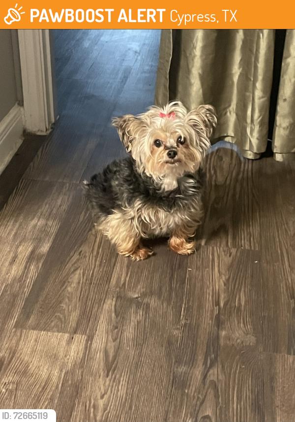 Found/Stray Female Dog last seen Near Ravensway, Cypress, TX 77429