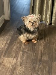 Found/Stray Female Dog last seen Near Ravensway, Cypress, TX 77429