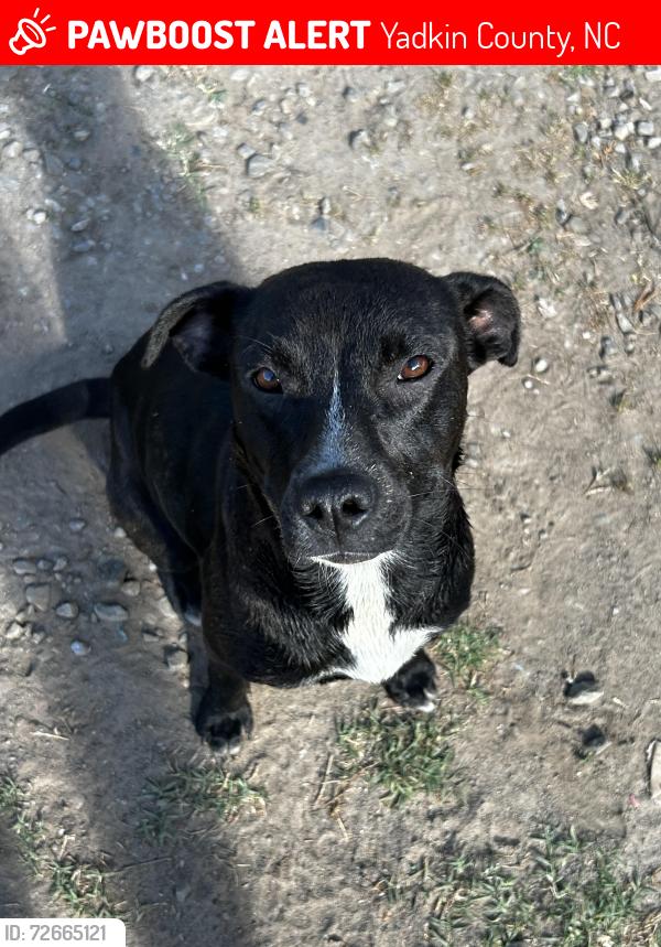 Lost Female Dog last seen Near PRIDES RD/ W NC 67 HIGHWAY BYP, Yadkin County, NC 27018