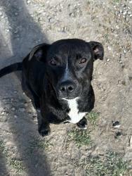 Lost Female Dog last seen Near PRIDES RD/ W NC 67 HIGHWAY BYP, Yadkin County, NC 27018