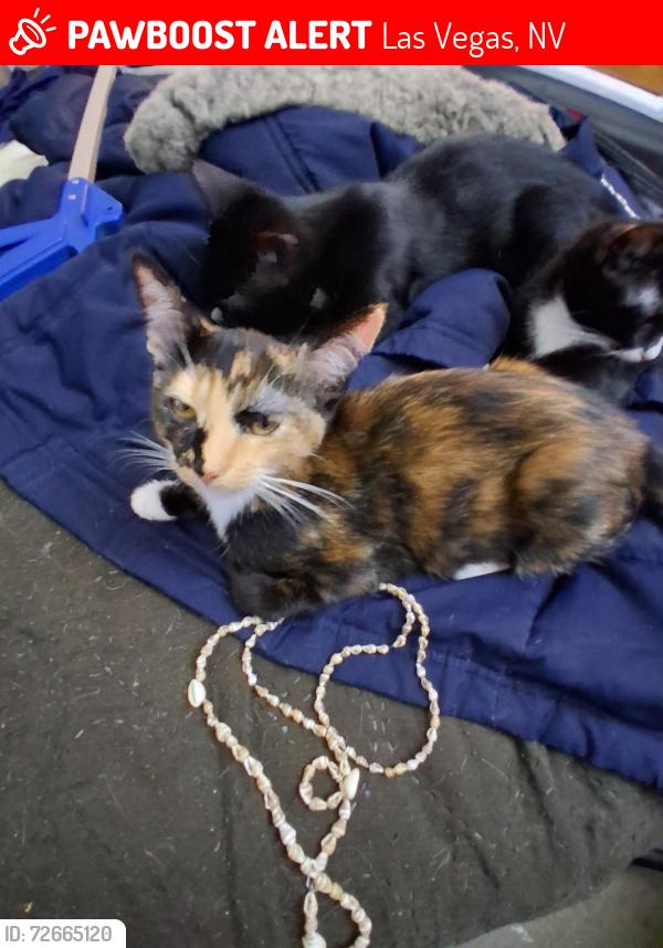 Lost Female Cat last seen Near S, Nellis Blvd  /     Pacific legends  cndmniums, Las Vegas, NV 89104