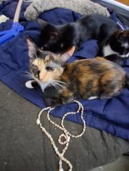 Lost Female Cat last seen Near S, Nellis Blvd  /     Pacific legends  cndmniums, Las Vegas, NV 89104