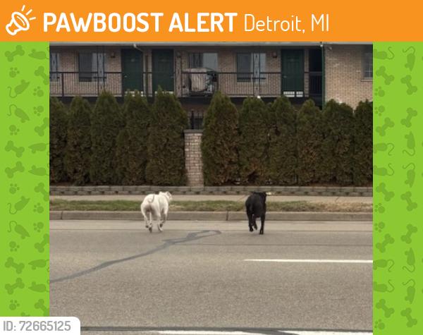 Found/Stray Unknown Dog last seen Gratiot and Carlisle , Detroit, MI 48205