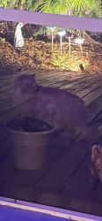 Lost Unknown Cat last seen Parker Lakes, Cypress Lake, FL 33919