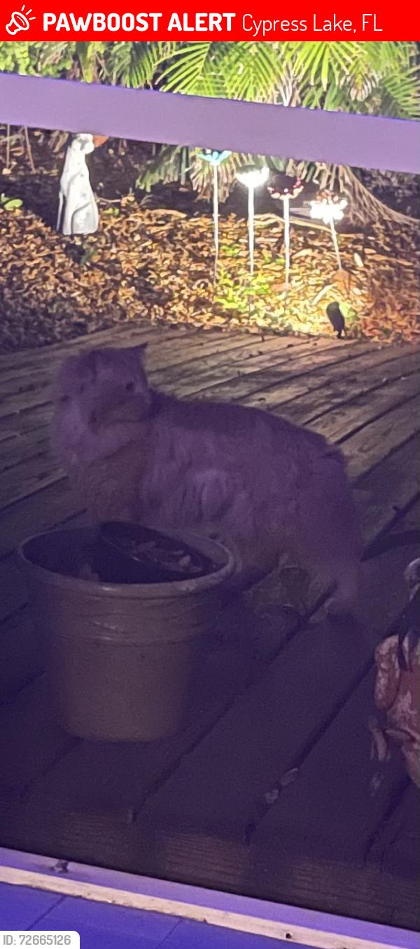 Lost Unknown Cat last seen Parker Lakes, Cypress Lake, FL 33919