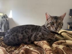 Lost Male Cat last seen Wood & dauchy ave , Riverside, CA 92508