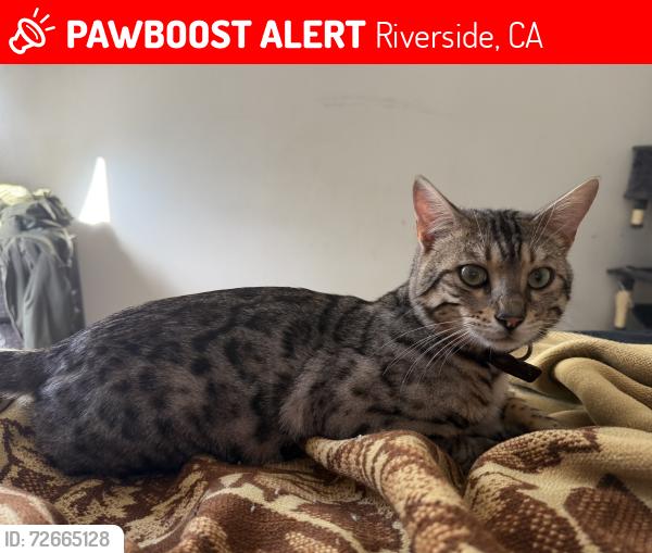 Lost Male Cat last seen Wood & dauchy ave , Riverside, CA 92508