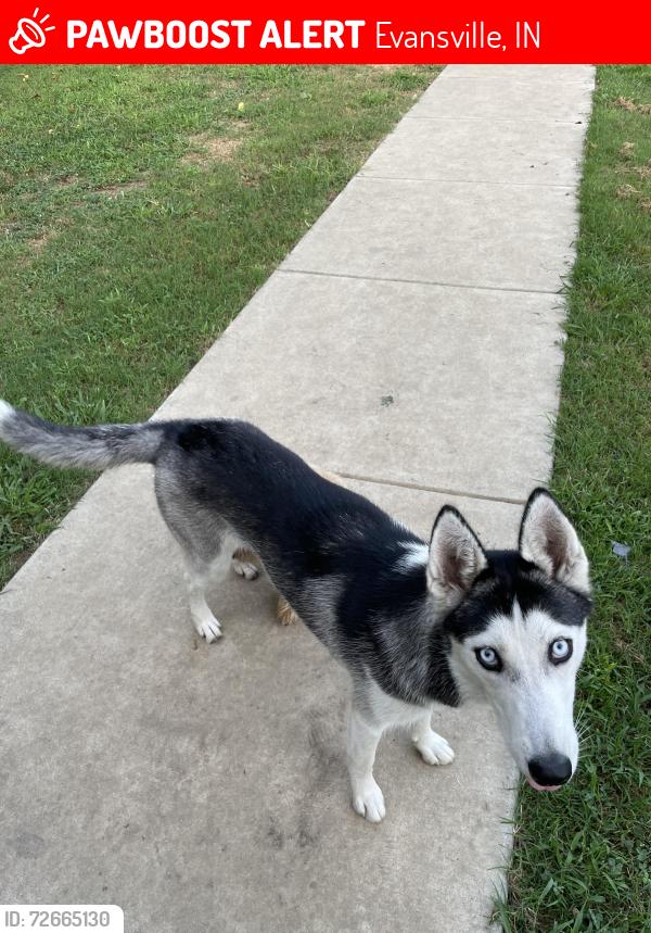 Lost Female Dog last seen hse near columbia and 4th, Evansville, IN 47710