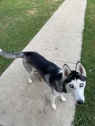 Lost Female Dog last seen hse near columbia and 4th, Evansville, IN 47710