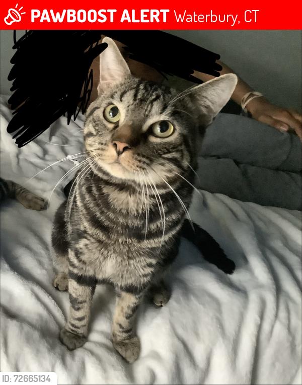 Lost Male Cat last seen Kendall cr, Waterbury, CT 06708
