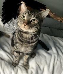 Lost Male Cat last seen Kendall cr, Waterbury, CT 06708