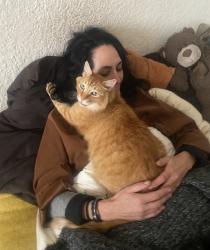 Lost Male Cat last seen The Lighthouse by Mouille Point, seen running across the grass towards Green Point., Cape Town, WC 8005