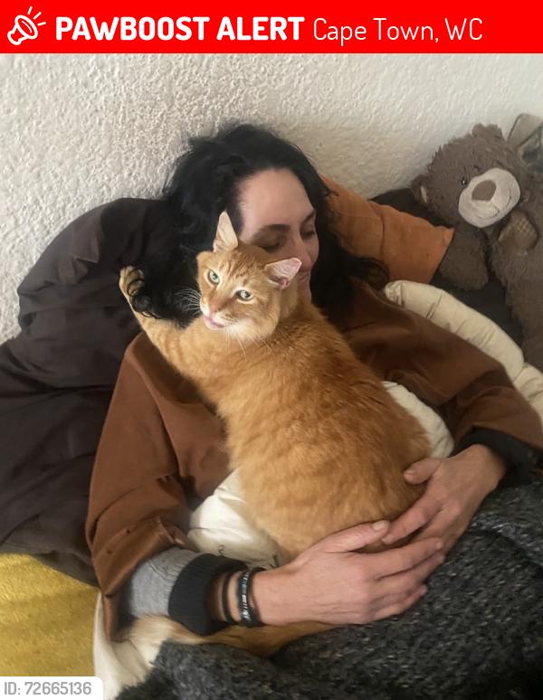 Lost Male Cat last seen The Lighthouse by Mouille Point, seen running across the grass towards Green Point., Cape Town, WC 8005