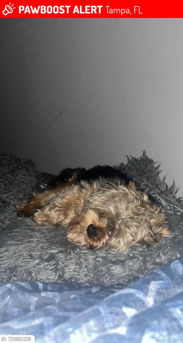 Lost Male Dog last seen Tampa , Tampa, FL 33612