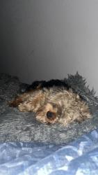 Lost Male Dog last seen Tampa , Tampa, FL 33612