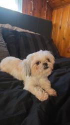Lost Female Dog last seen Raeford 216 north roberts, Raeford, NC 28376