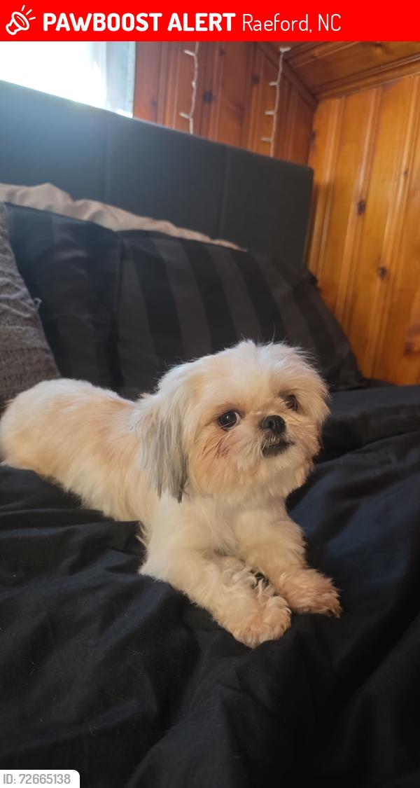 Lost Female Dog last seen Raeford 216 north roberts, Raeford, NC 28376