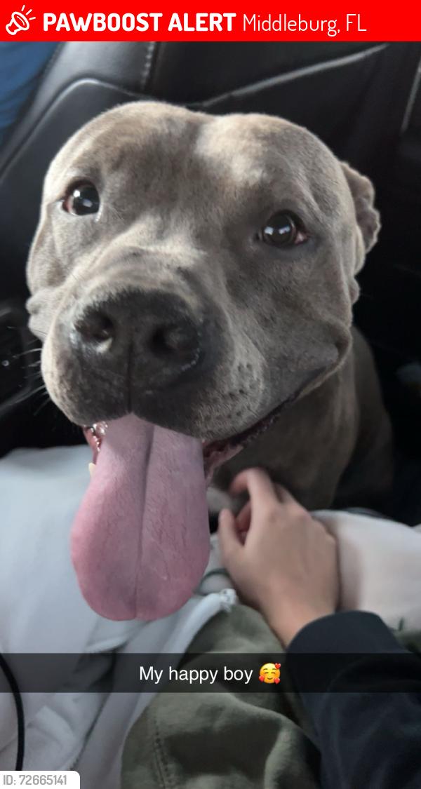 Lost Male Dog last seen Near and Henley , Middleburg, FL 32068