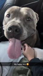 Lost Male Dog last seen Near and Henley , Middleburg, FL 32068