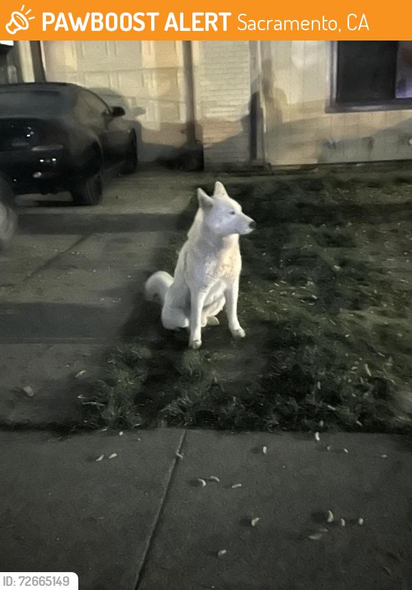 Found/Stray Unknown Dog last seen Grand and Astoria, Sacramento, CA 95838