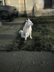 Found/Stray Unknown Dog last seen Grand and Astoria, Sacramento, CA 95838