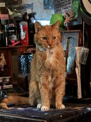 Lost Male Cat last seen 18th and 19th Street So. , Nampa, ID 83651