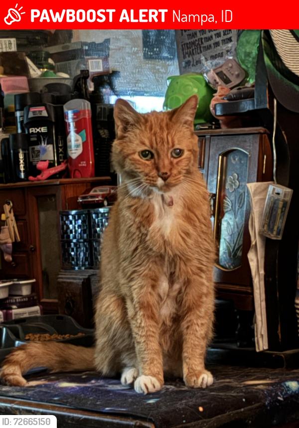 Lost Male Cat last seen 18th and 19th Street So. , Nampa, ID 83651