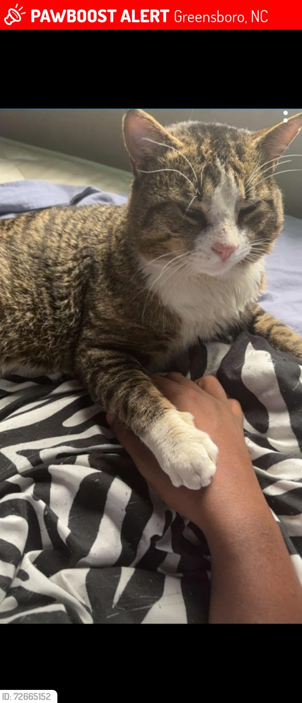 Lost Male Cat last seen Left out the backdoor as usual only never to return. Then I had to move he had been gone for over a month before I moved. , Greensboro, NC 27401