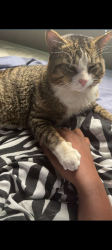 Lost Male Cat last seen Left out the backdoor as usual only never to return. Then I had to move he had been gone for over a month before I moved. , Greensboro, NC 27401