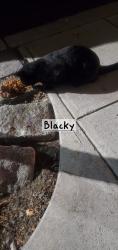 Lost Female Cat last seen 139st,walnut ave, bruckner boulevard.238st,237st,136st,135st bronx ny, The Bronx, NY 10454