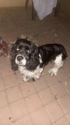 Found/Stray Male Dog last seen Jurupa rd and Agate st, Jurupa Valley, CA 91752