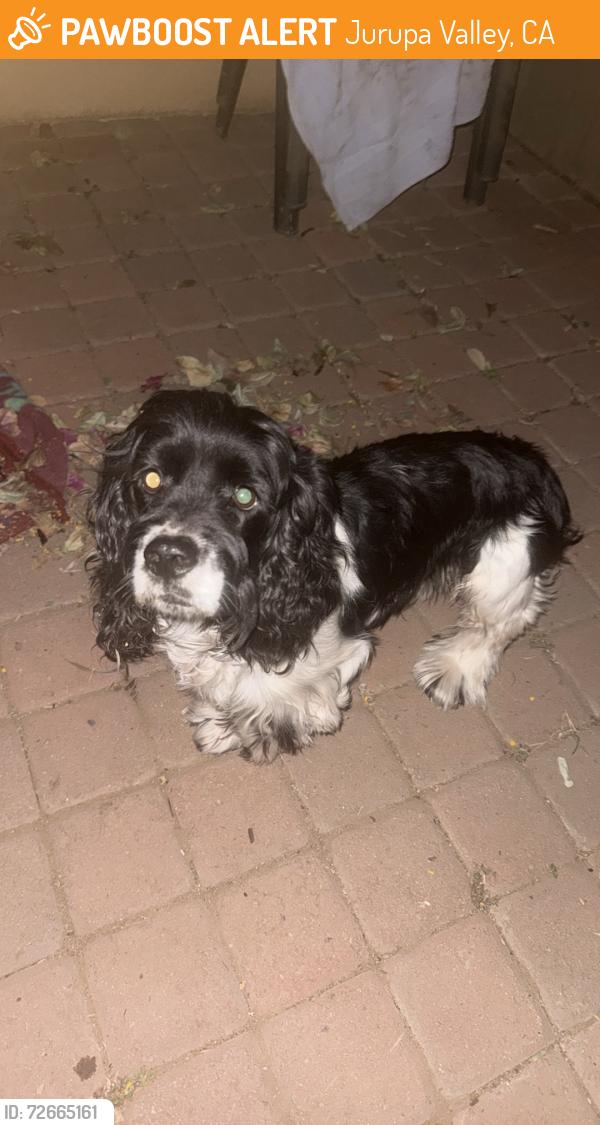 Found/Stray Male Dog last seen Jurupa rd and Agate st, Jurupa Valley, CA 91752