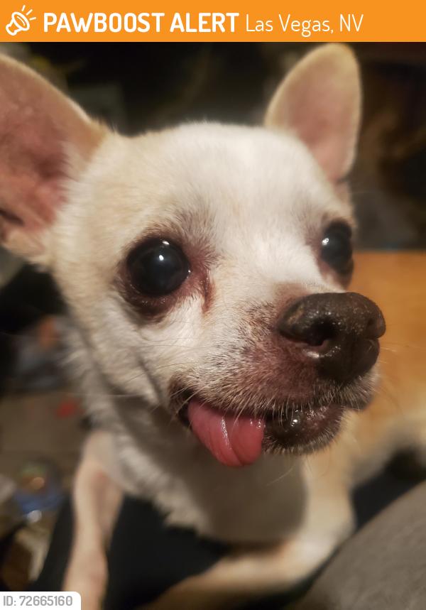 Found/Stray Male Dog last seen N Durango and Dorrell, Las Vegas, NV 89149