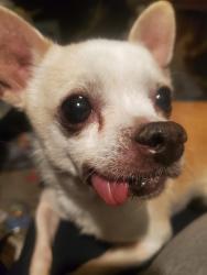 Found/Stray Male Dog last seen N Durango and Dorrell, Las Vegas, NV 89149