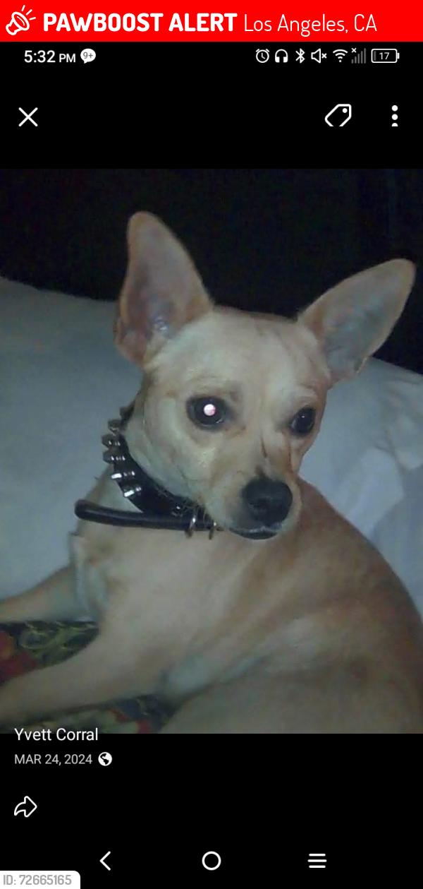 Lost Male Dog last seen Gage /Broadway , Los Angeles, CA 90003