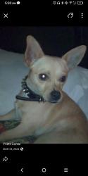 Lost Male Dog last seen Gage /Broadway , Los Angeles, CA 90003