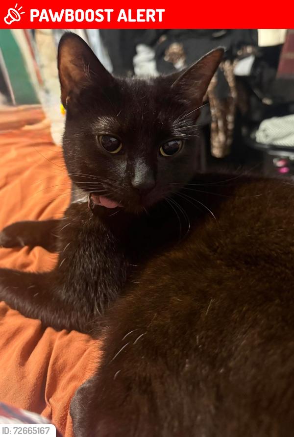 Lost Female Cat last seen McDonald’s , Redcar and Cleveland, England TS6