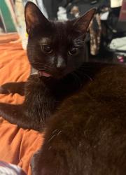 Lost Female Cat last seen McDonald’s , Redcar and Cleveland, England TS6