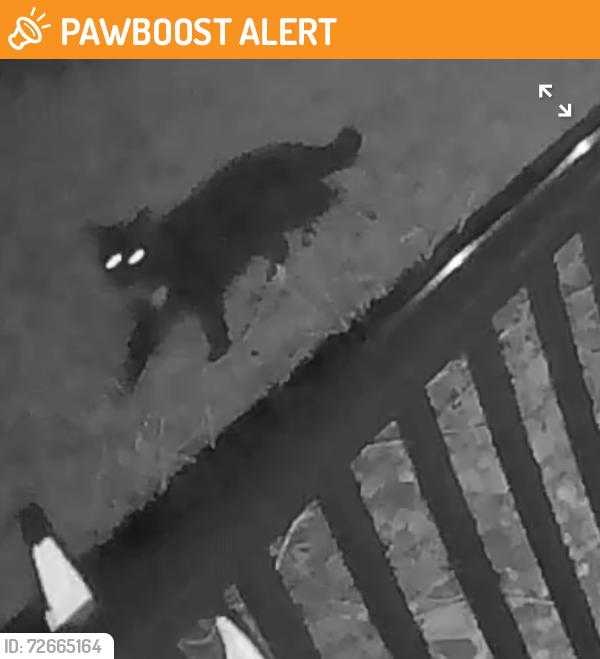 Found/Stray Unknown Cat last seen Caryota ct new Smyrna beach, New Smyrna Beach, FL 32168
