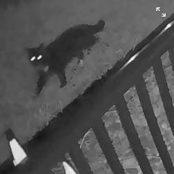 Found/Stray Unknown Cat last seen Caryota ct new Smyrna beach, New Smyrna Beach, FL 32168