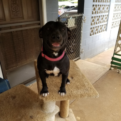 Lost Female Dog last seen Zippy's Ewa, Ewa Beach, HI 96706