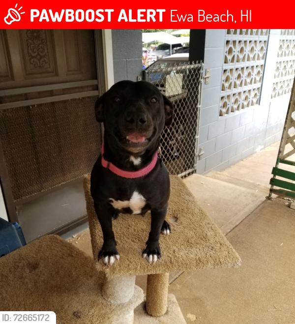 Lost Female Dog last seen Zippy's Ewa, Ewa Beach, HI 96706