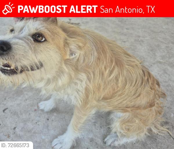 Lost Female Dog last seen Brandywine Avenue , San Antonio, TX 78228