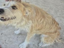 Lost Female Dog last seen Brandywine Avenue , San Antonio, TX 78228